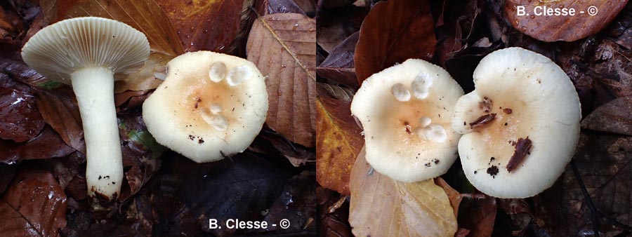 Russula fellea