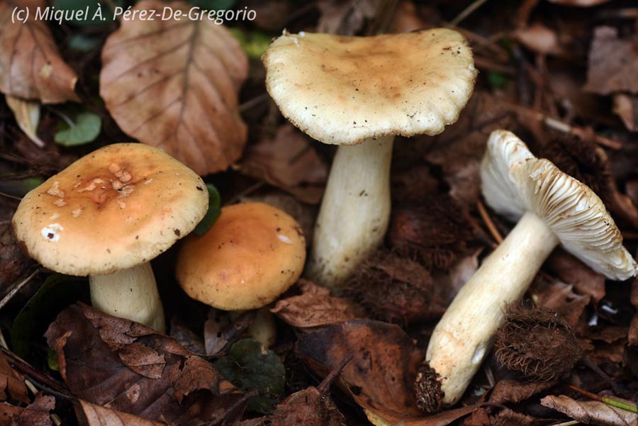 Russula fellea