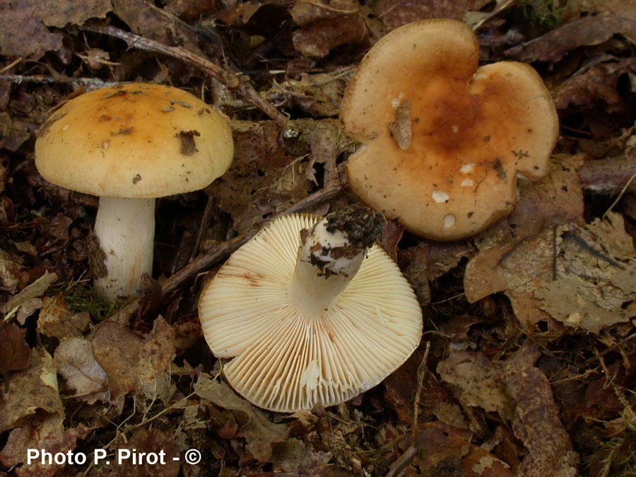 Russula fellea