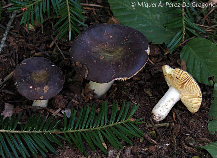 Russula firmula