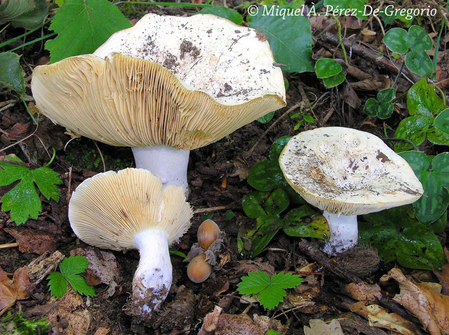 Russula flavispora