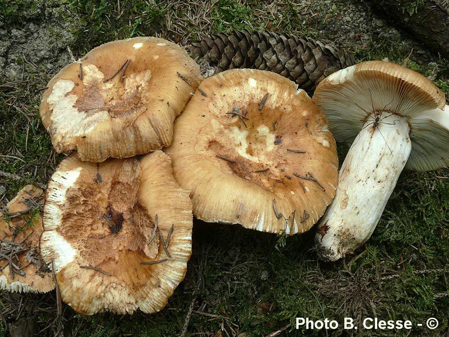 Russula foetens (B. Clesse)