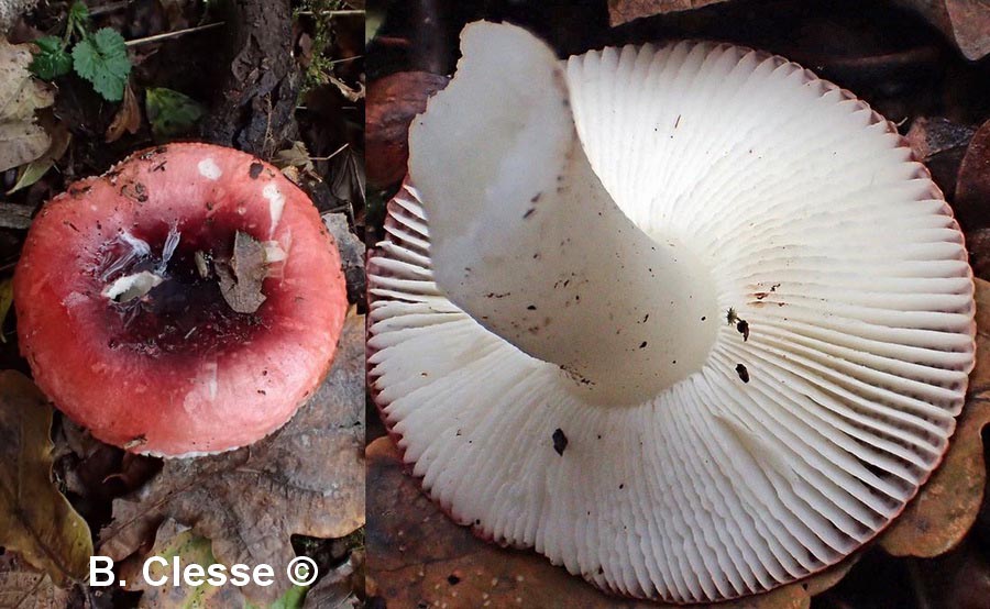 Russula fragilis