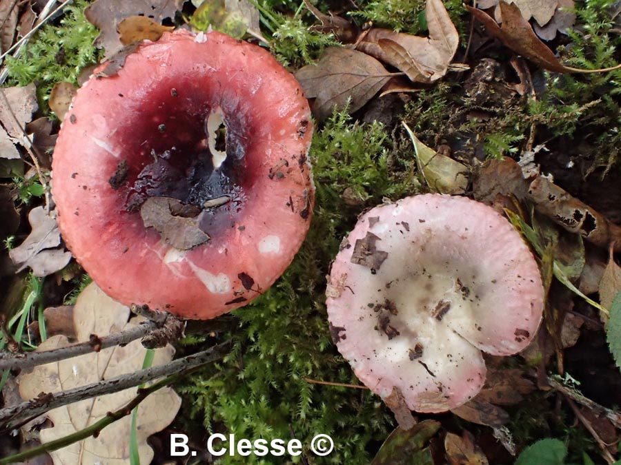 Russula fragilis