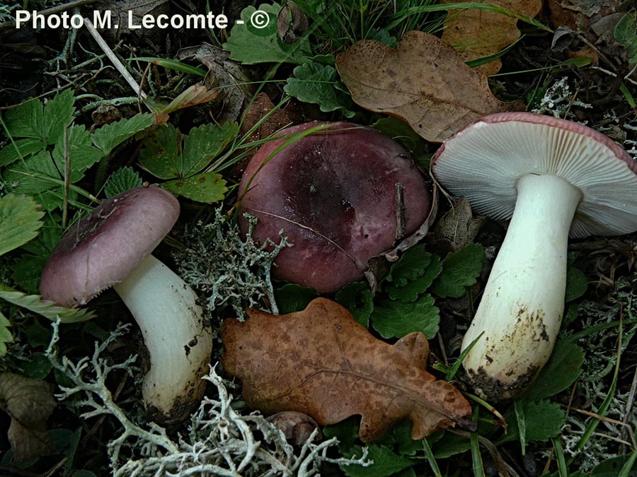 Russula fragilis