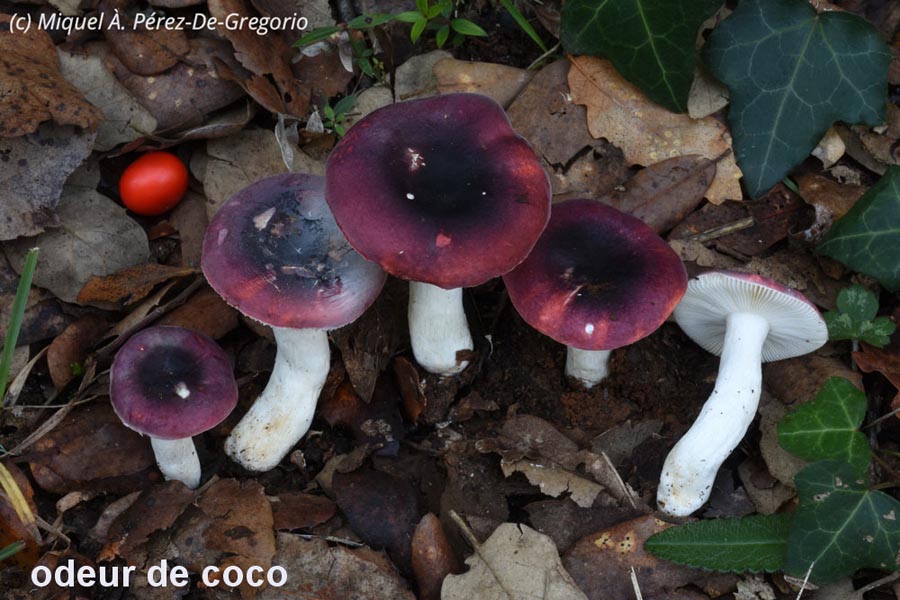 Russula fragilis