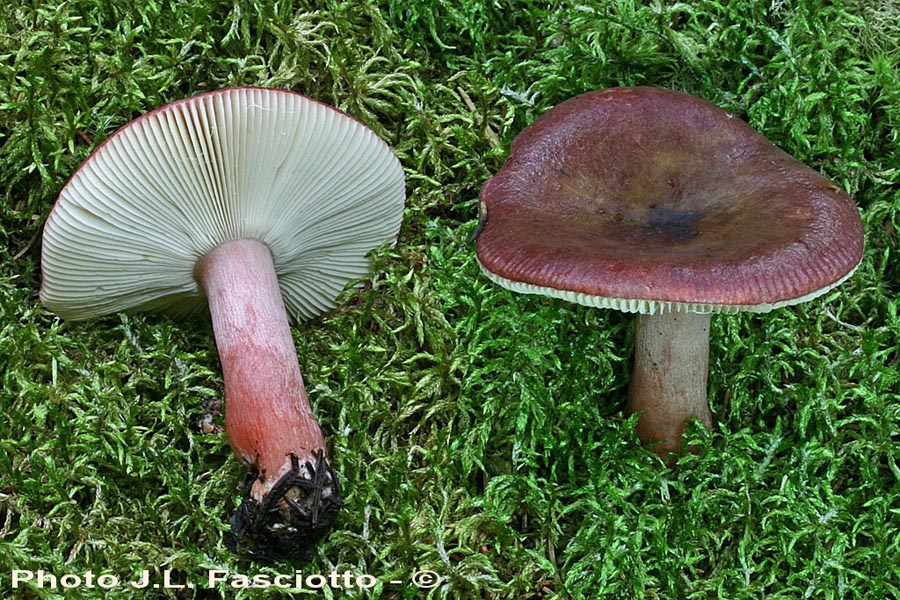 Russula fuscorubroides