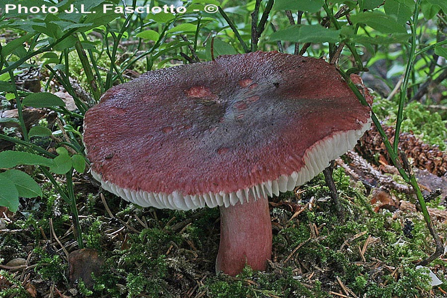 Russula fuscorubroides