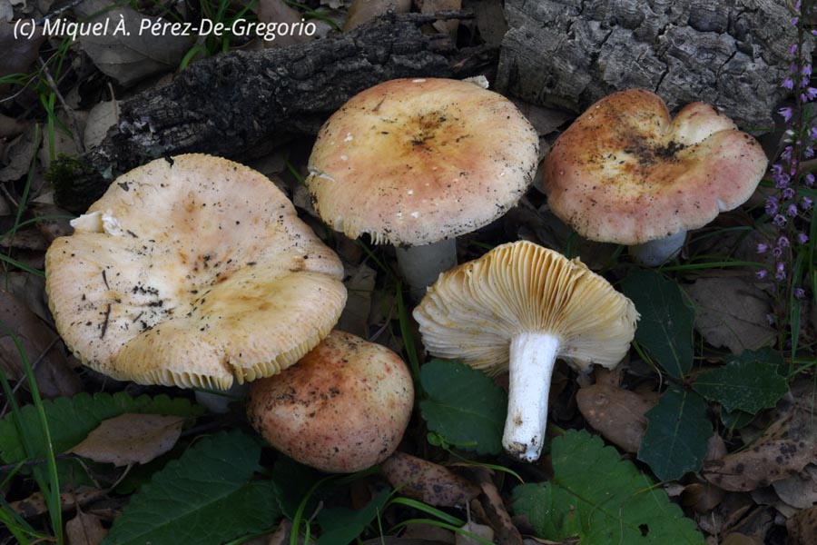 Russula globispora