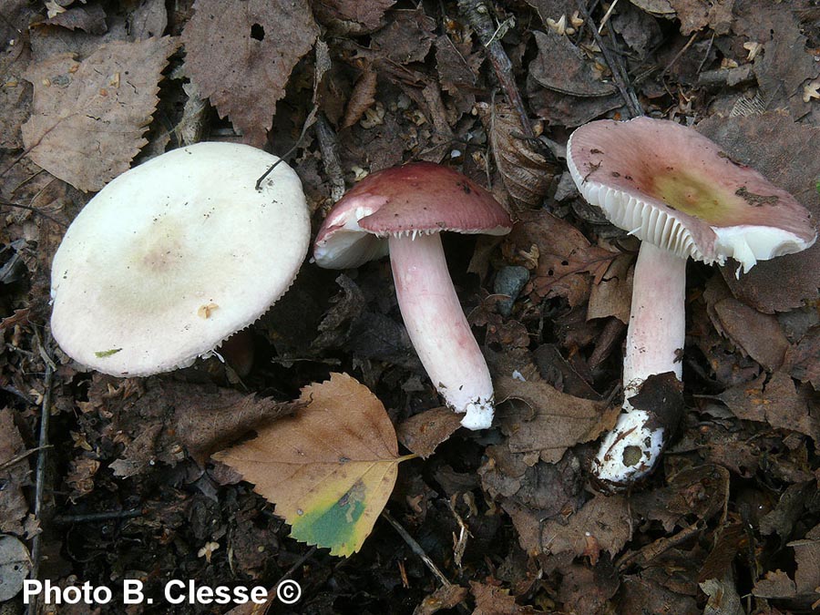 Russula gracillima