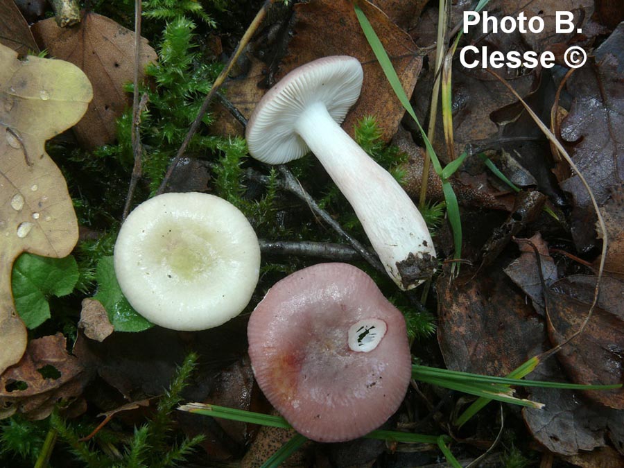 Russula gracillima