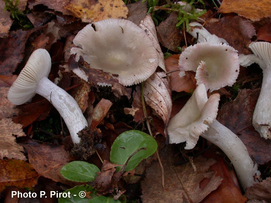 Russula gracillima