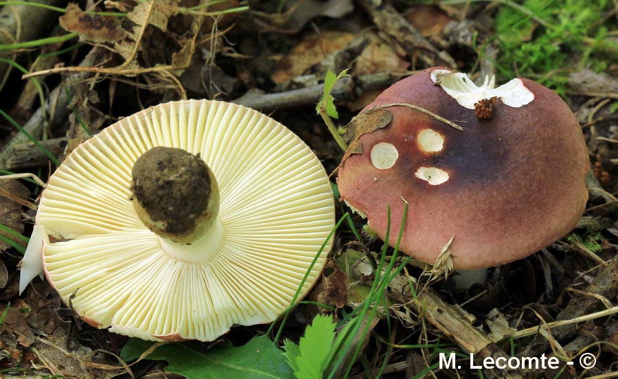 Russula graveolens