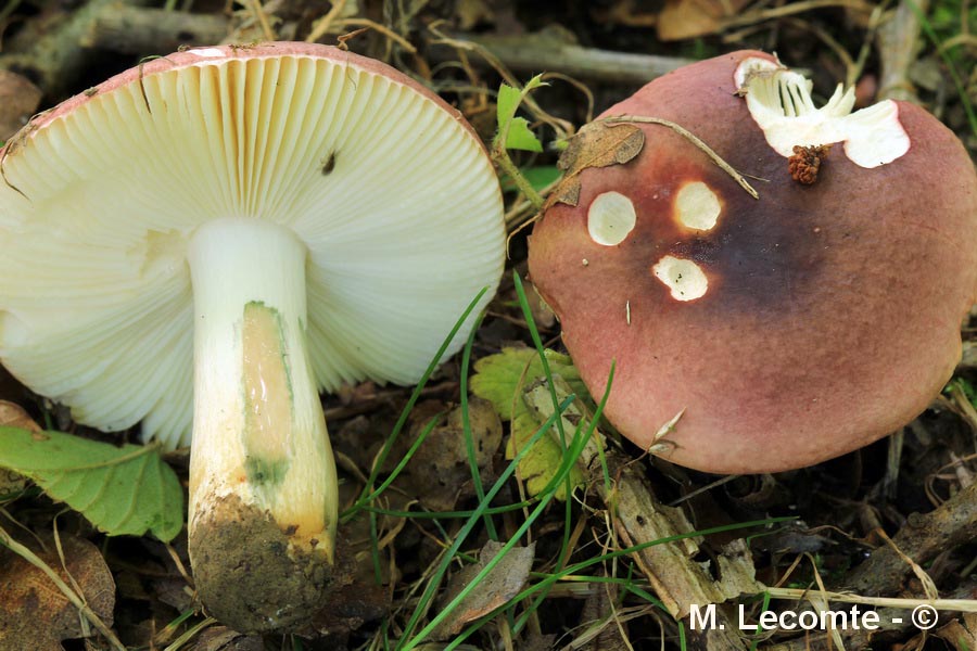 Russula graveolens