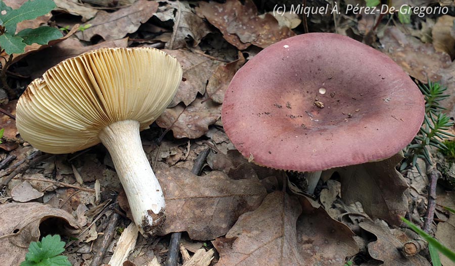 Russula graveolens