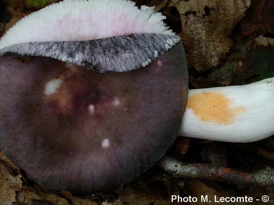 Russula grisea