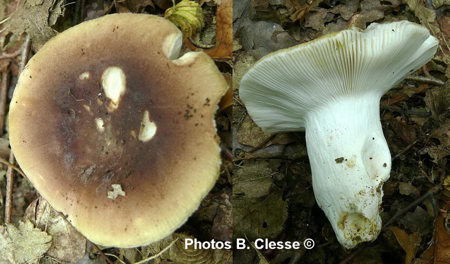 Russula heterophylla f. adusta