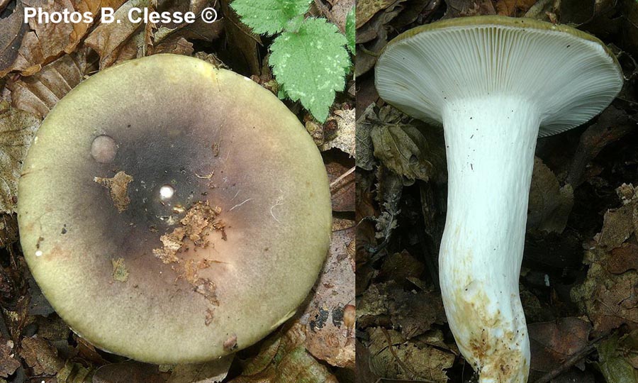 Russula heterophylla f. adusta