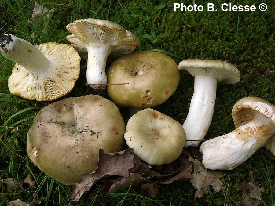 Russula heterophylla