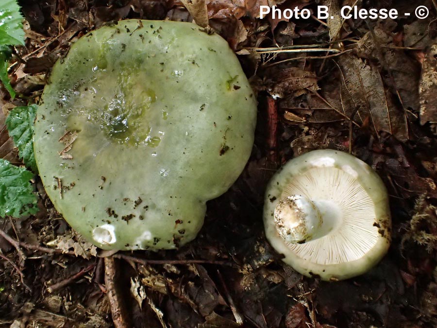 Russula heterophylla