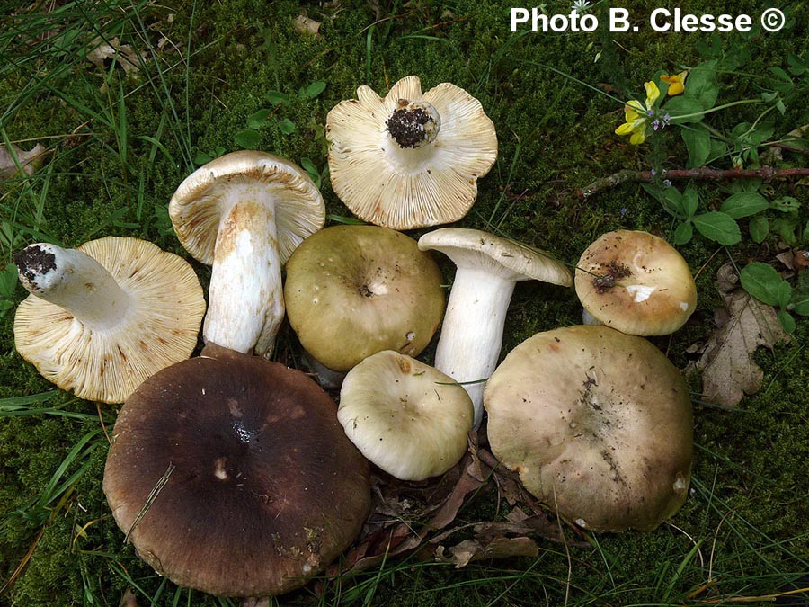 Russula heterophylla