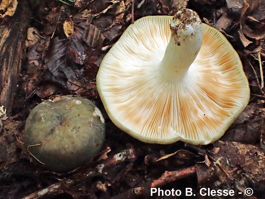 Russula heterophylla