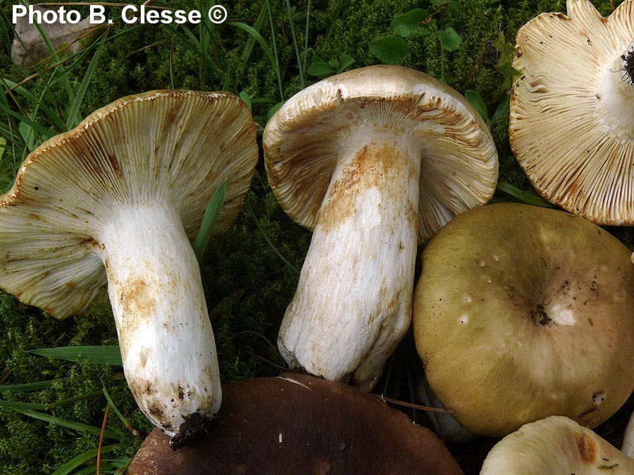 Russula heterophylla