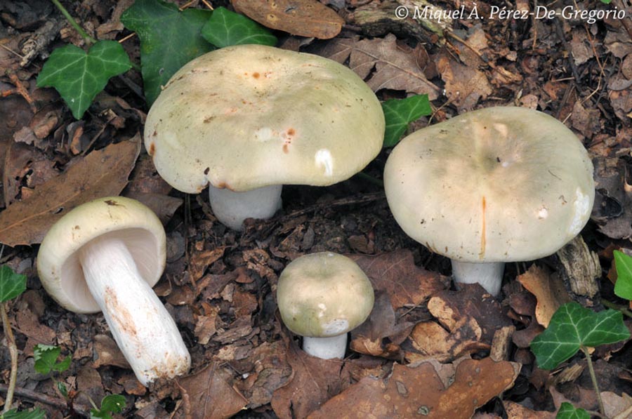 Russula heterophylla