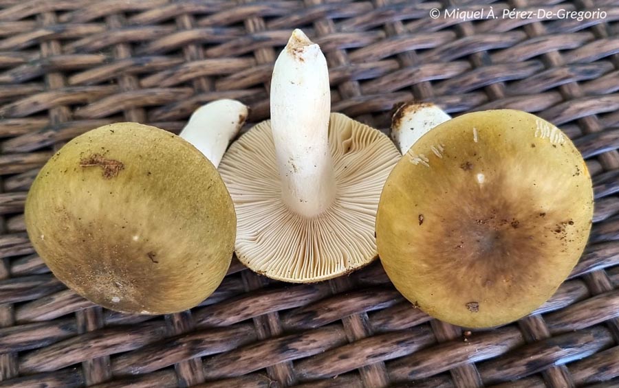 Russula heterophylla