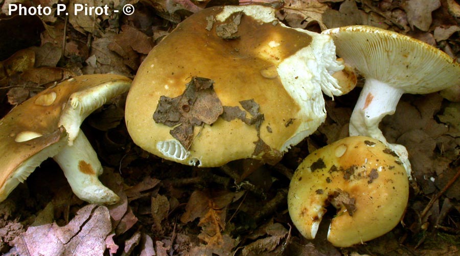 Russula heterophylla