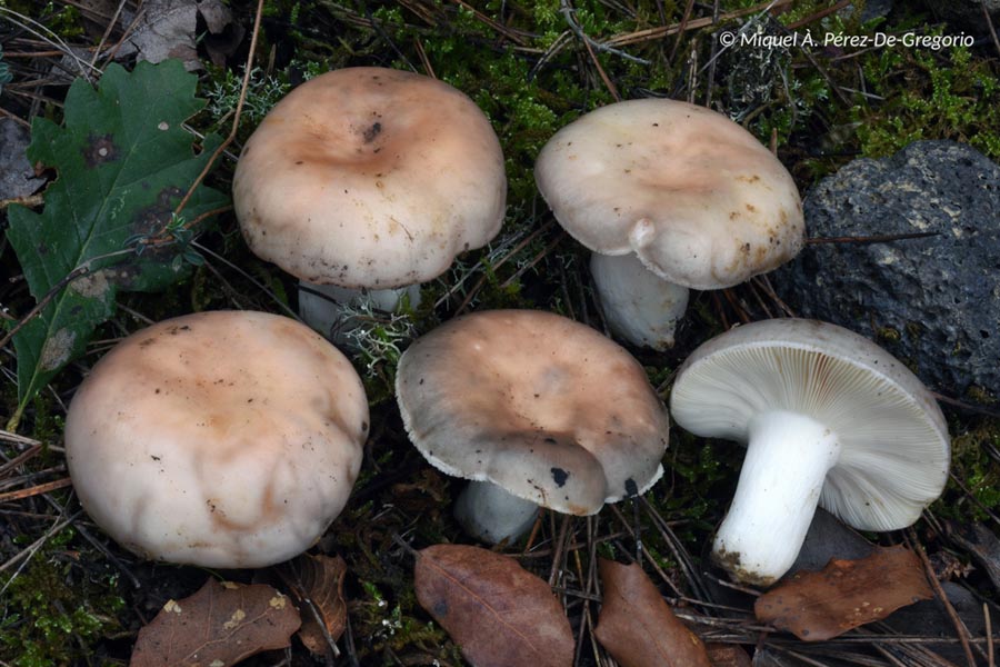 Russula ilicis