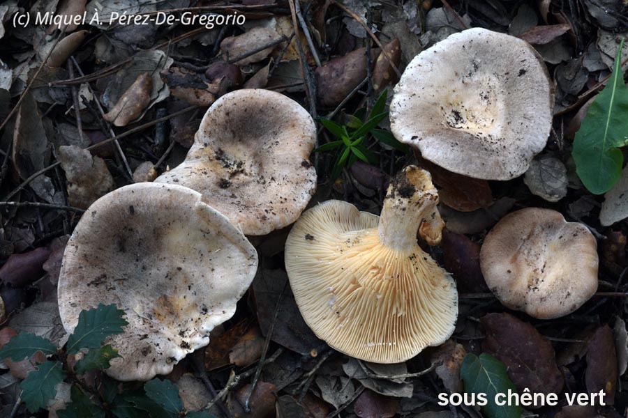 Russula ilicis