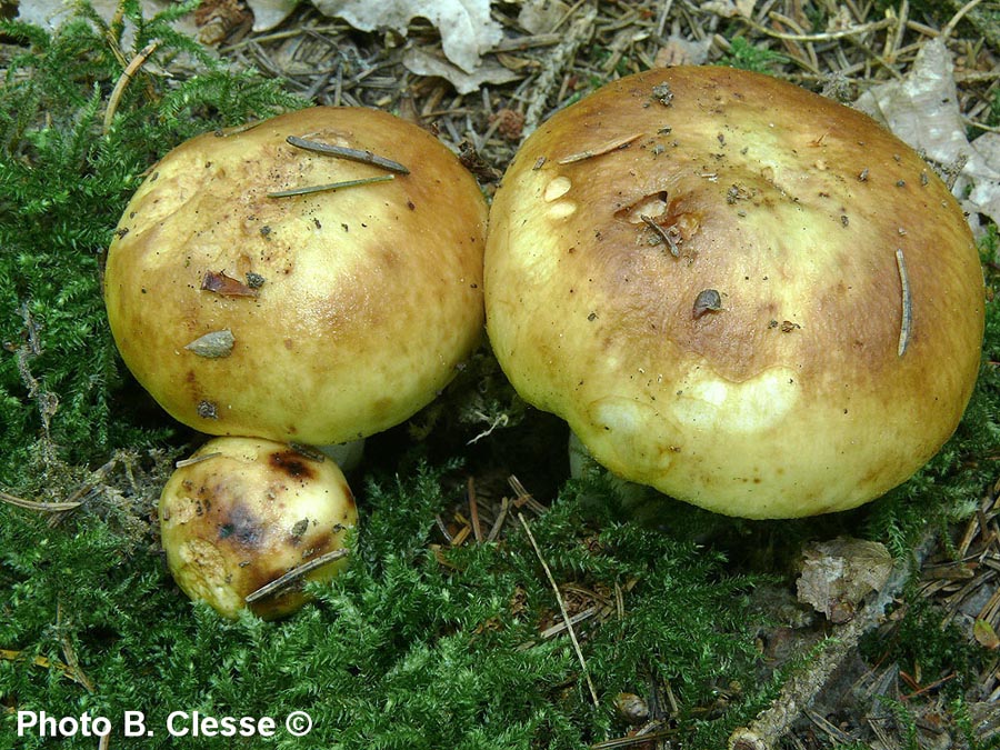 Russula illota