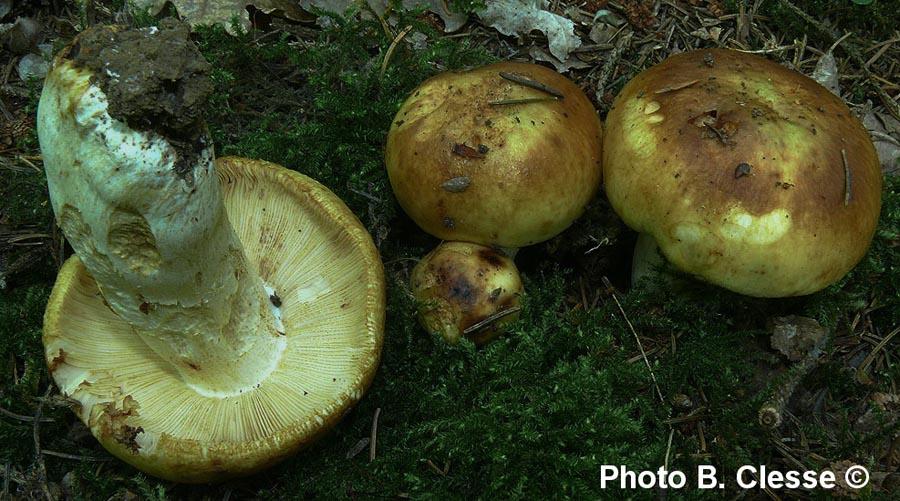 Russula illota