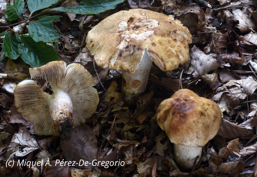 Russula illota