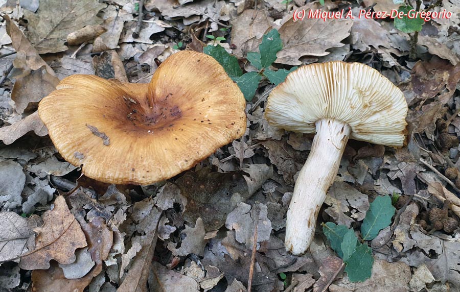 Russula inamoena