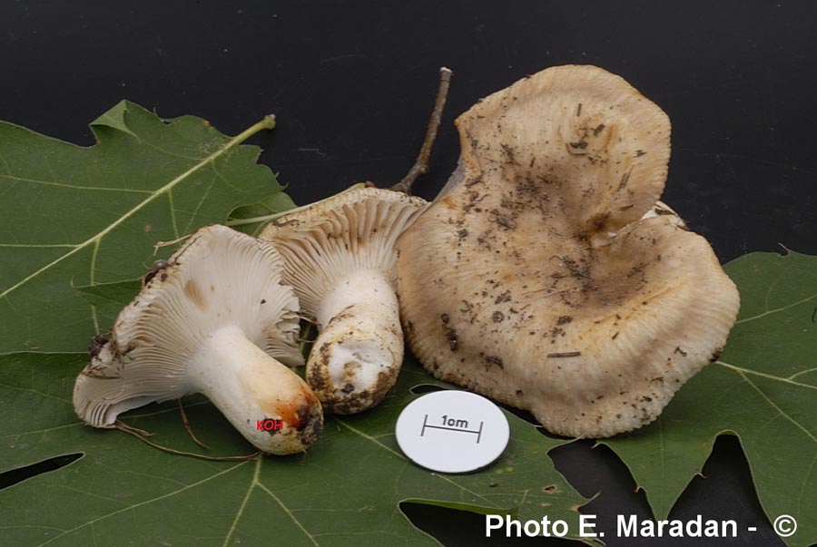 Russula insignis