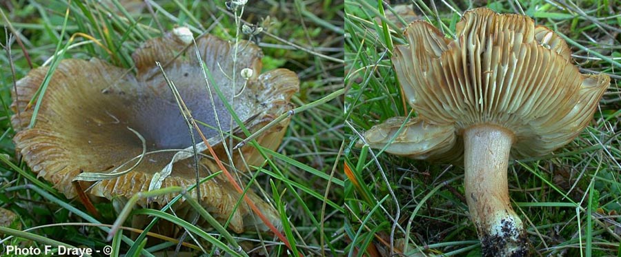 Russula insignis