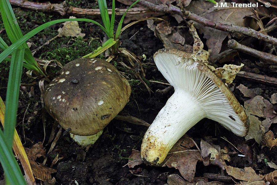 Russula insignis