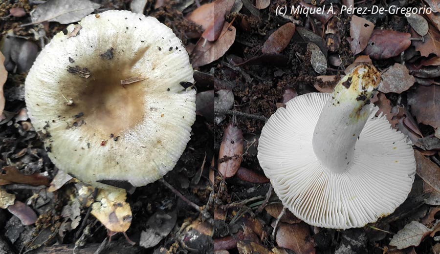 Russula insignis