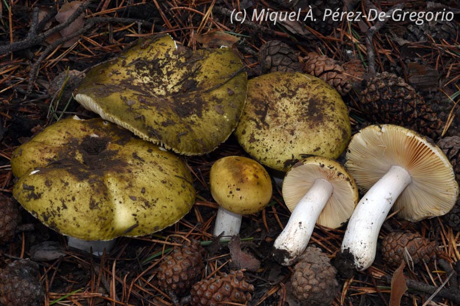 Russula integra f. pseudo-olivascens