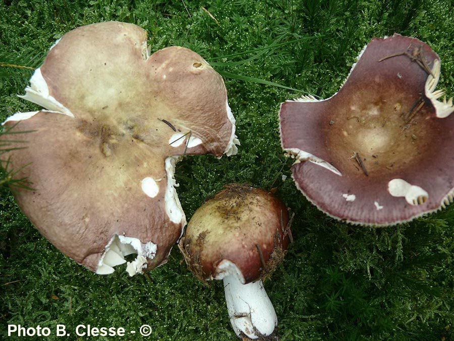 Russula integra (B. Clesse)