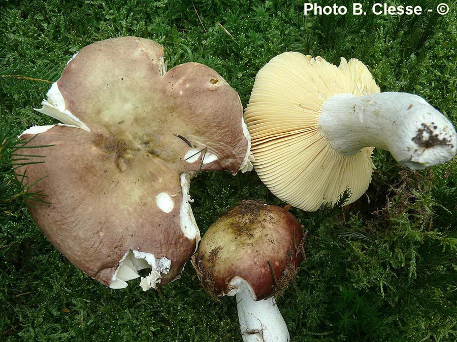 Russula integra (B. Clesse)