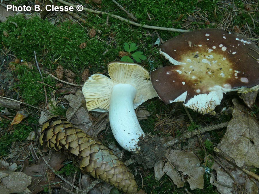 Russula integra