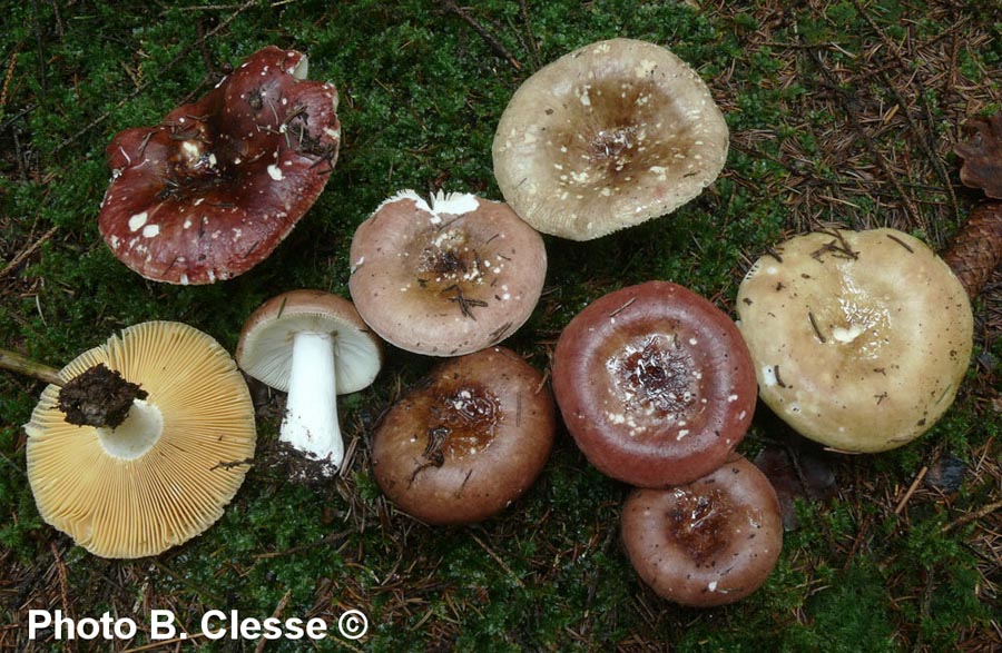 Russula integra