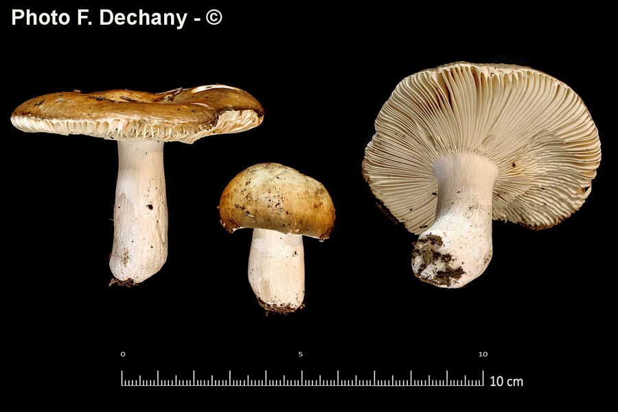 Russula integra