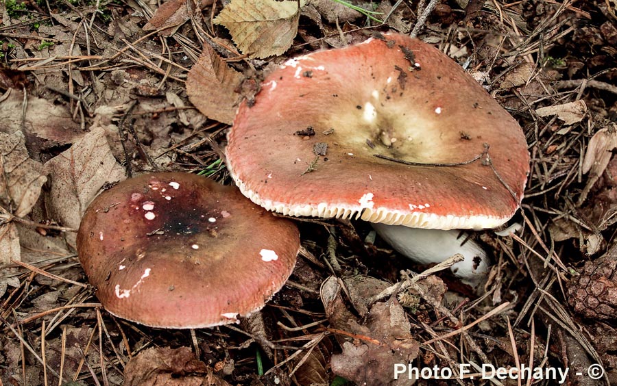 Russula integra