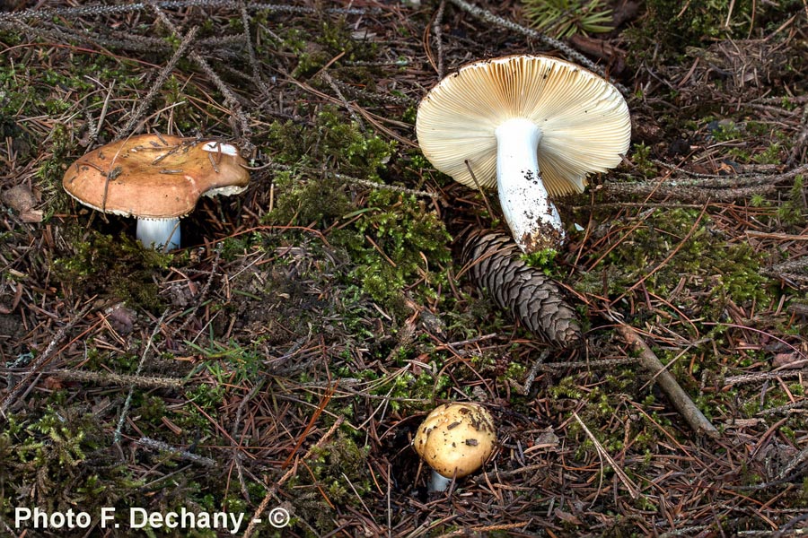 Russula integra