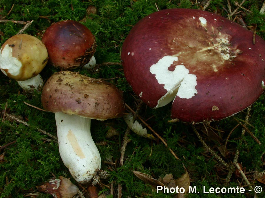 Russula integra