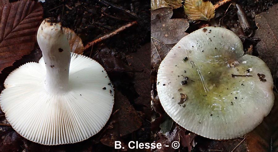 Russula ionochlora